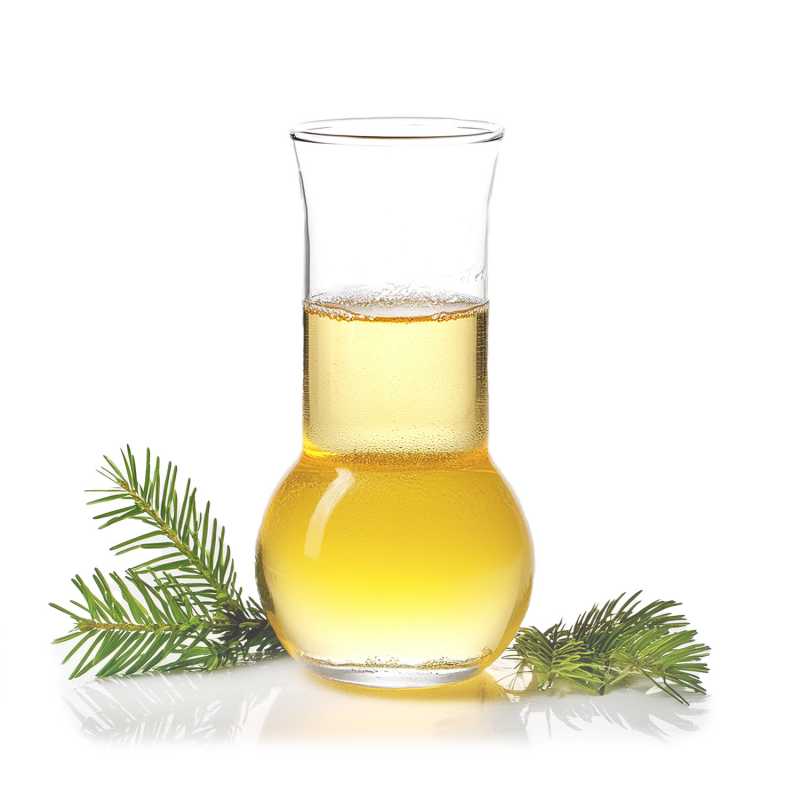 Spruce fir belongs to the Pinaceae family. Spruce fir essential oil (Tsuga Canadensis Leaf Oil) has long been used in folk remedies for respiratory problems suc