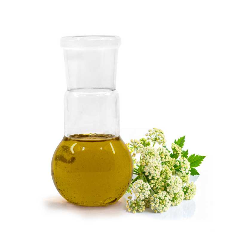 Valeriana Essential Oil, 100 ml